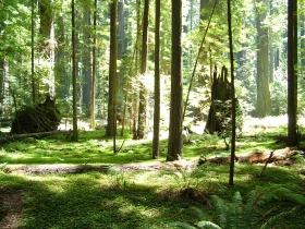 Die Goor auf Rügen